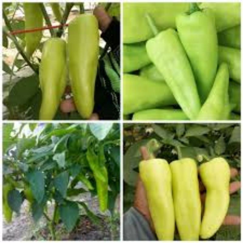 Hạt giống ớt đùi gà 20 hạt