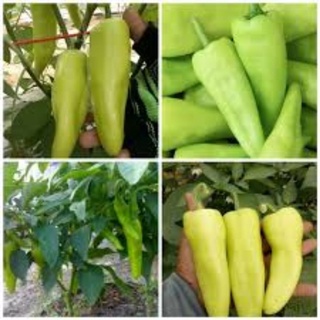 Hạt giống ớt đùi gà 20 hạt