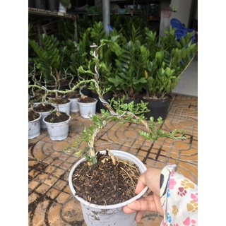 caykiengsadec_Cây cần thăng kiểng tặng phân bón cho cây