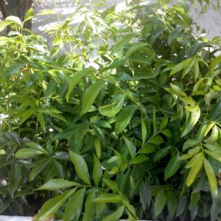 bầu mắc mật ( cây hồng bì) cây đẹp, cao 40-50cm,