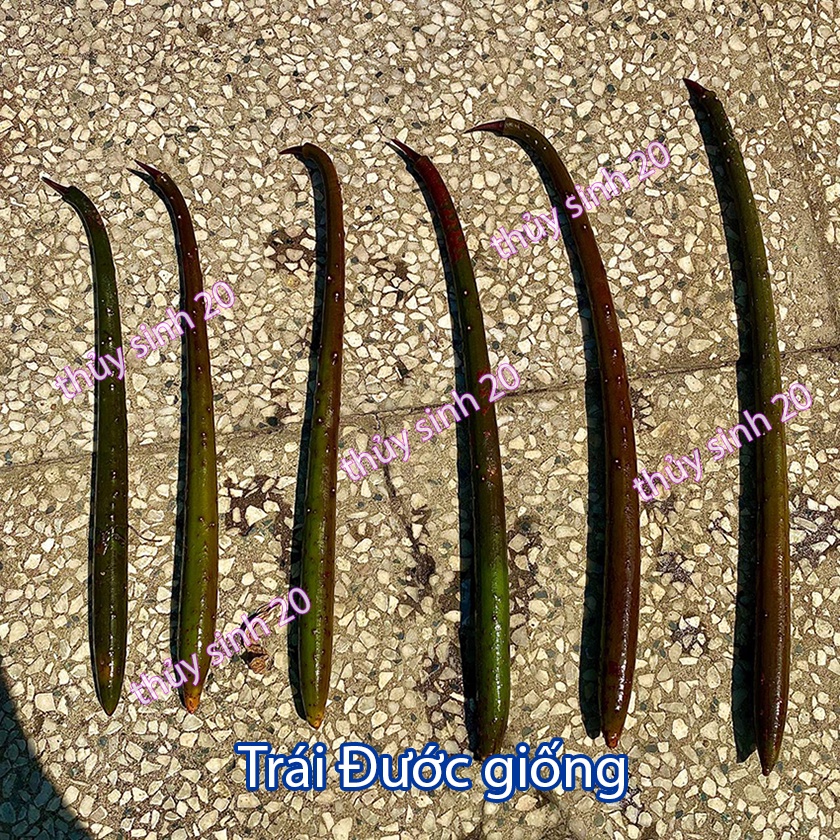Cây Thủy Sinh -Trái Đước - Biotope -thủy sinh độc lạ