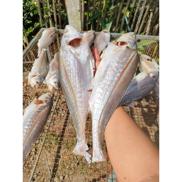 KHÔ CÁ SỬU 1 NẮNG TẠI XƯỞNG