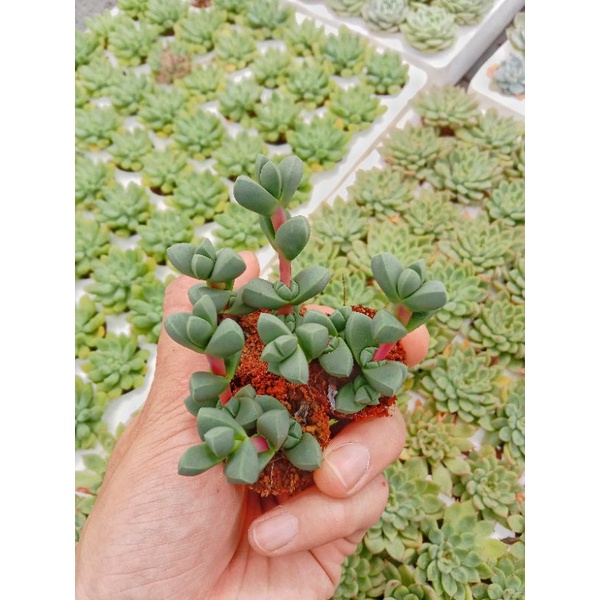 [ Ở ĐÂY CÓ 1 CHIẾC SEN ĐẸP ] SEN ĐÁ TIM ❣️ ( Echeveria Corpuscularia Lehmannii ) SIZE MINI DETHUONG SIEU CAP VIP PRO ✨