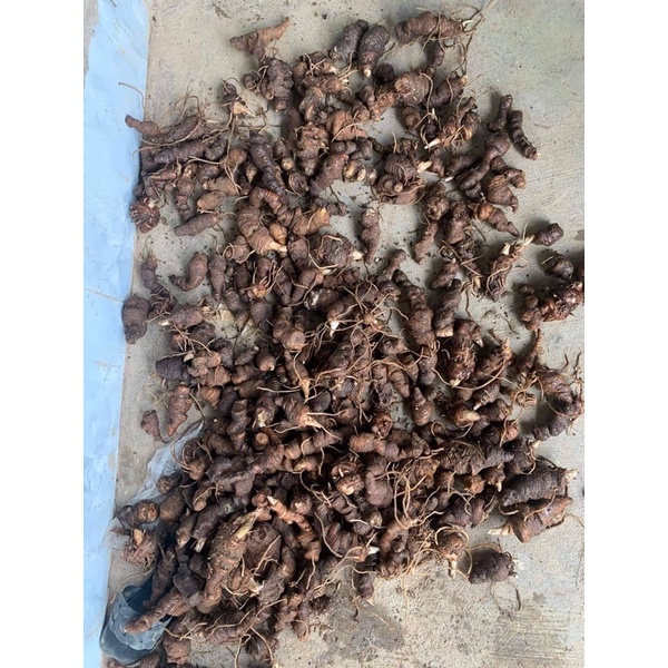 Củ giống 7 lá 1 hoa thất diệp nhất chi hoa