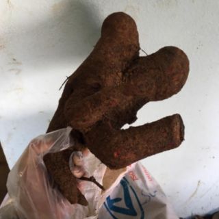 Cây Mú Từn 1kg