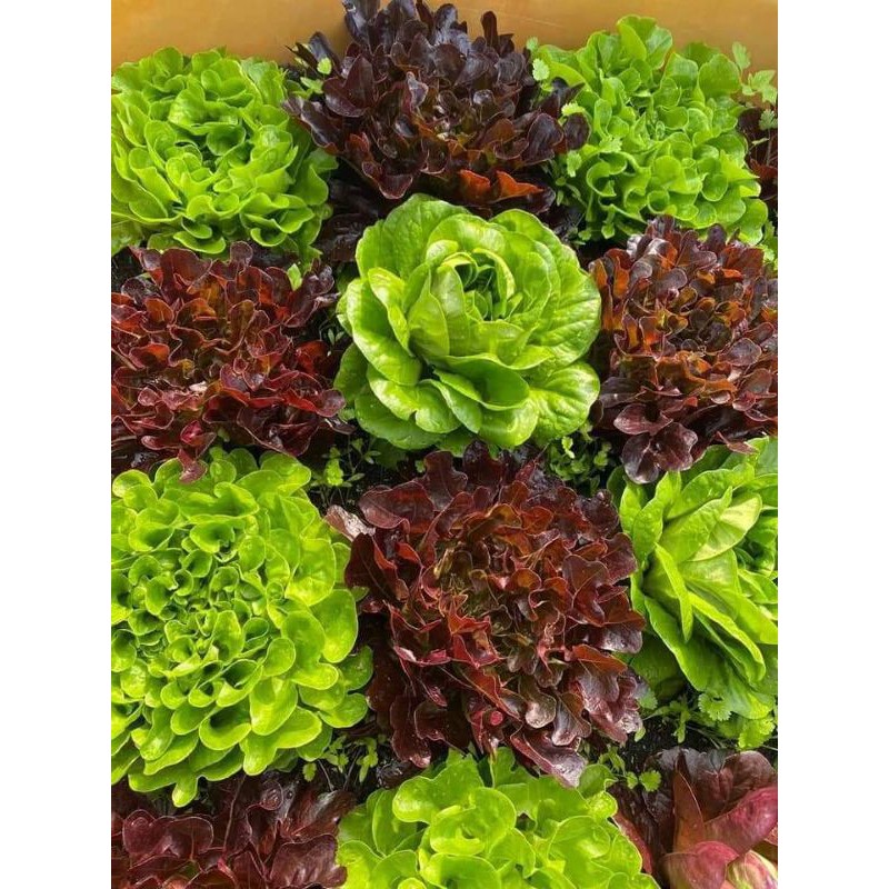 Xà lách Oakleaf_ Red SaladBowl: 2000 hạt/gói