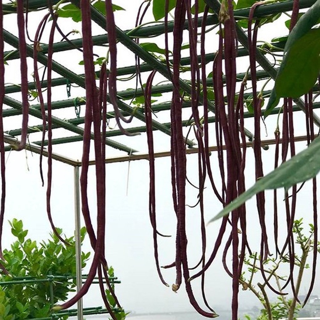 Hạt Giống Đậu Đũa Tím- gói 5gr