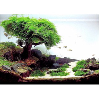Rêu thuỷ sinh Java Moss vỉ 10x10cm