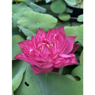 Củ sen hồng mini Everything Pink