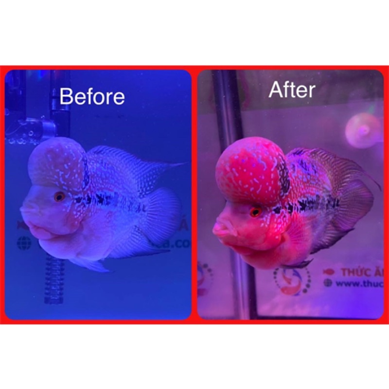 OF OCEAN FREE FH-G1 PRO REDSYN - Thức Ăn Giúp Cá La Hán Lên Màu Sắc Và Hoa Văn Đẹp