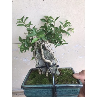 Hồng ngọc mai mini bonsai