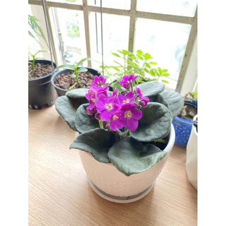 cây tử linh lan( violet châu phi) có kèm video cây