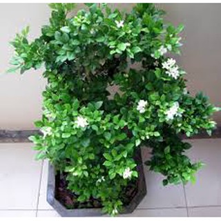 BẦU CÂY NGUYỆT QUẾ SIÊU ĐẸP, HOA SIÊU THƠM