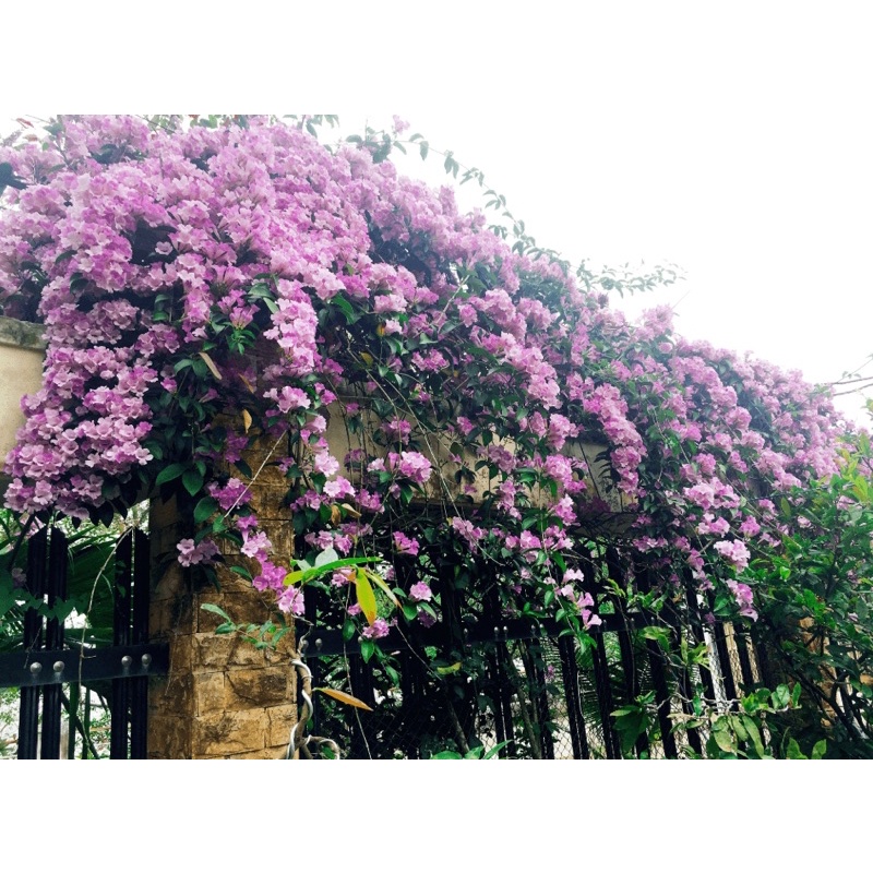 cây lan tỏi giống