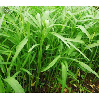 Hạt giống Rau Muống 50gram