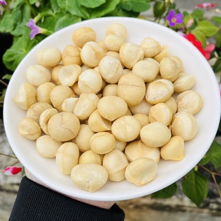 Nhân macca đã sấy chín loại 1 gia lai - thơm - giòn - bổ dưỡng .