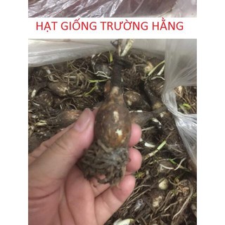Củ hoa Huệ Mưa Vàng Citrina (Size Mẹ / Baby)