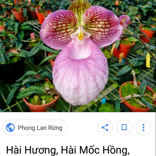 Các lan hài