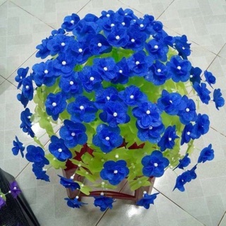 Hoa gấm cánh tròn