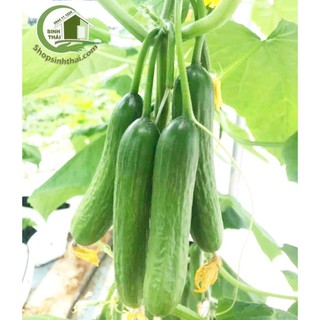 Hạt Giống Dưa Chuột chùm - dưa leo Baby - Nảy Mầm Cực Chuẩn