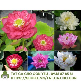 Gói 5 hạt giống sen bách diệp - sen quan âm mix 5 màu: đỏ, tím, vàng, trắng, hồng