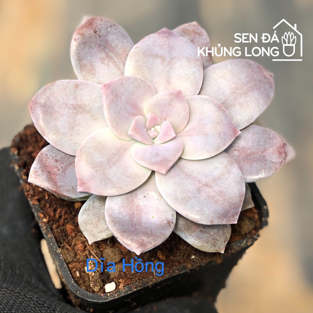 Sen đá Dĩa Hồng - graptopetalum superbum