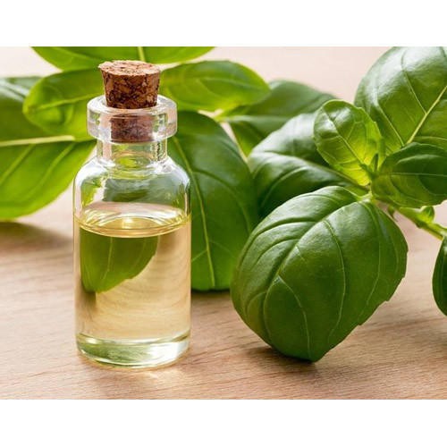 Tinh Dầu Húng Quế Thiên Nhiên giảm căng thẳng, khử mùi, đuổi côn trùng Basil Essential Oil AloAroma