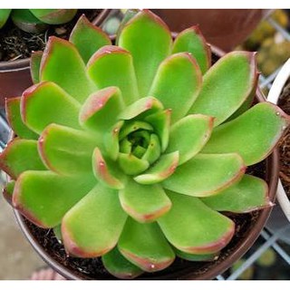 sen đá Đế vương đầu đỏ