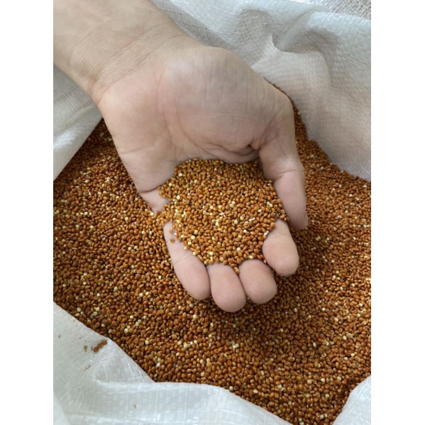 0.5KG ~ 1KG HẠT KÊ BÓNG ĐỎ TO - KÊ ĐỎ HẠT TO ĐÃ QUA XỬ LÝ SẠCH