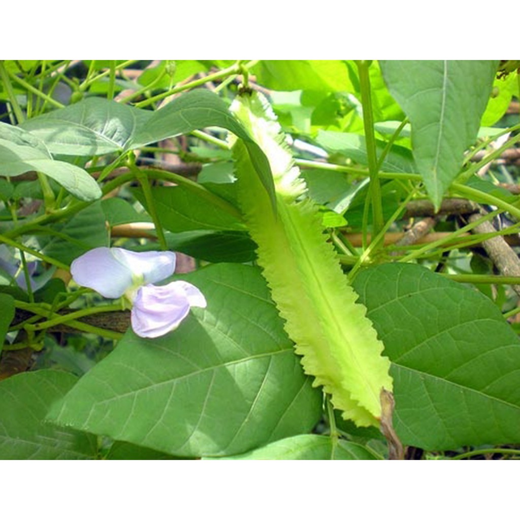 Hạt Giống Đậu Rồng Cao Sản - Đậu Rồng bốn mùa