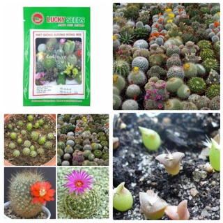 Hạt giống Xương rồng Mix màu