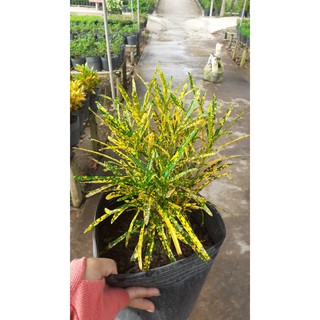 Cây cô tồng lá đốm