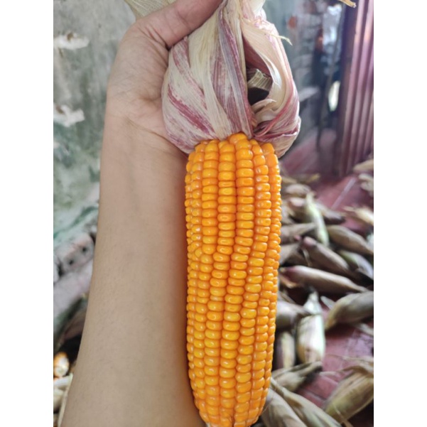 1kg Hạt bắp (Ngô) làm thức ăn cho gia súc. nhà trồng, cam kết k thuốc sâu chất bảo quản