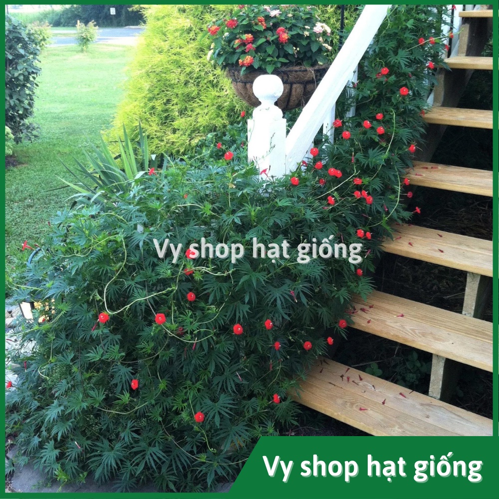 Hạt giống hoa tóc tiên leo  gói 30 hạt mix màu