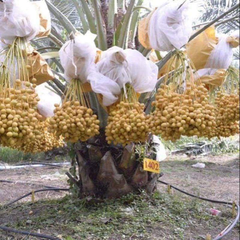 CÂY GIỐNG CHÀ LÀ THÁI (tặng kèm túi phân bón)