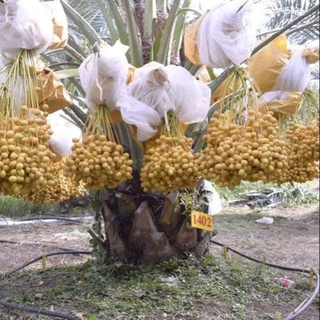 Cây giống chà là thái