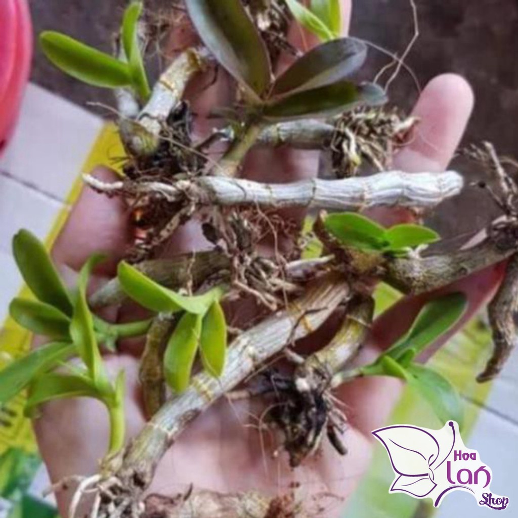 Lan Trầm Hiếm 🍀FREESHIP🍀 Hàng Bóc Rừng