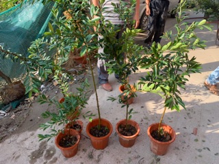 Cây cherry vàng