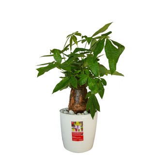 Chậu nhựa tròn cao cấp cỡ lớn