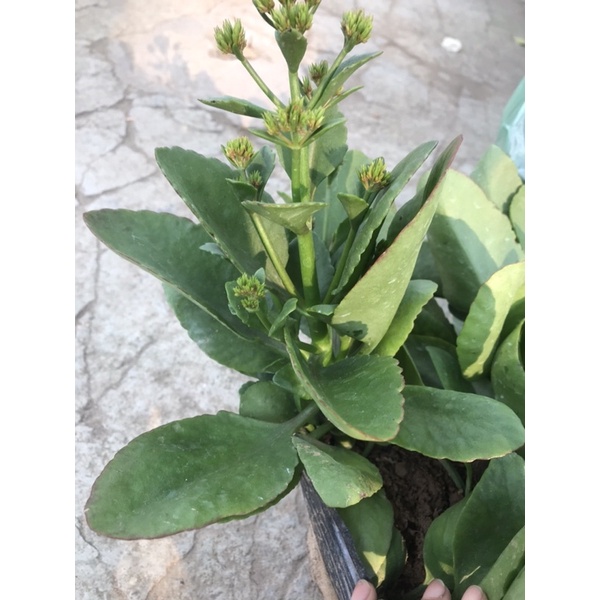 Cây sống đời ta màu đỏ trưởng thành trồng tiểu cảnh, sân vườn
