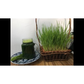 Hạt giống mầm lúa mạch 20gr