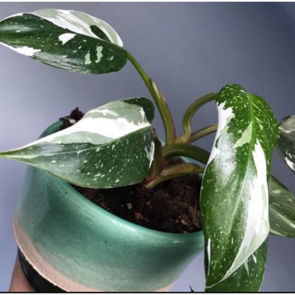 CÂY GIỐNG PHILODENDRON WHITE PRINCESS