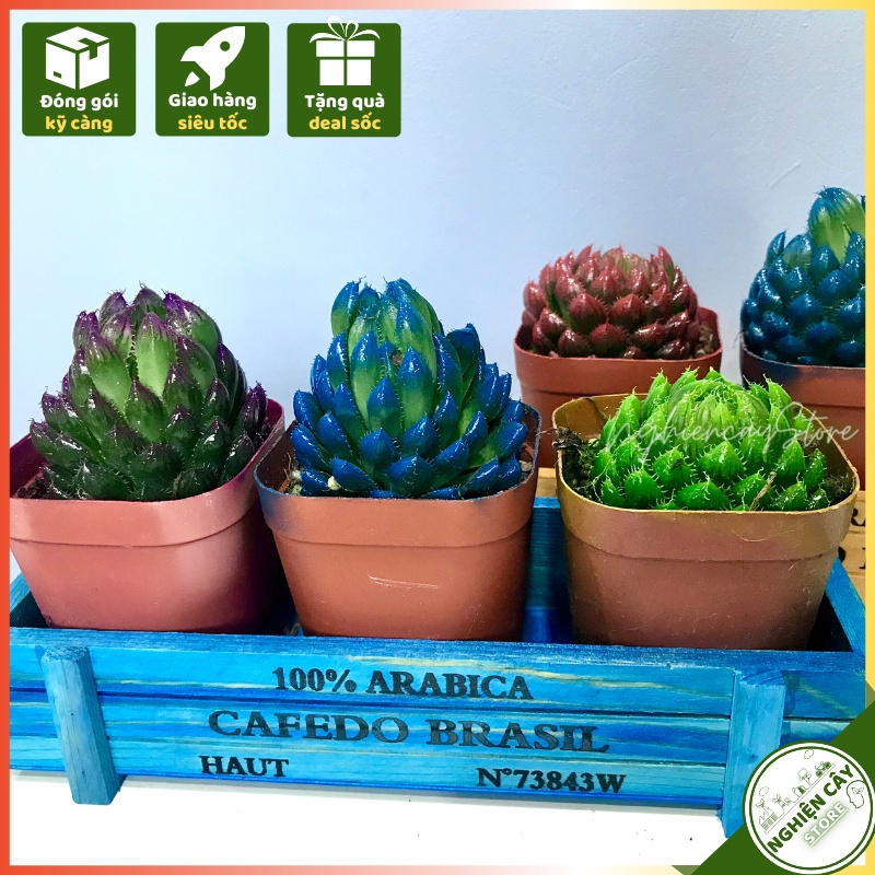 Cây sen đá kim cương nhiều màu trang trí, làm quà tặng may mắn, ý nghĩa