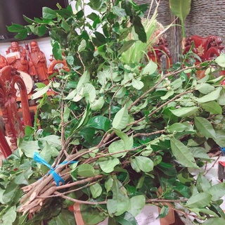 Lá chè xanh chỉ giao hoả tốc tươi 48600VNĐ/bó/kg