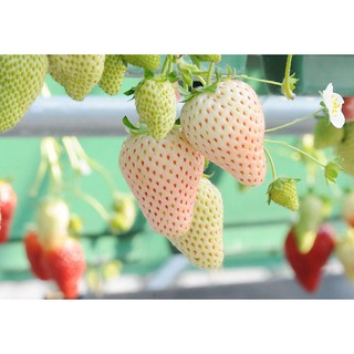 Hạt giống DÂU TÂY TRẮNG
