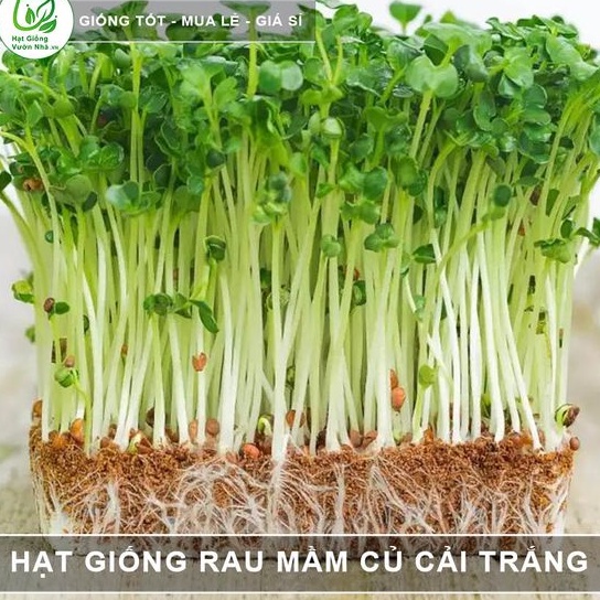 Hạt giống rau mầm củ cải trắng ăn ngon gói 20gr