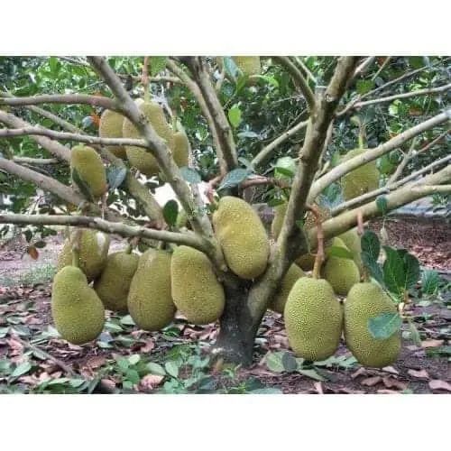CÂY GIỐNG MÍT DAI TA MẬT ỐNG SIÊU QUẢ [ GIỐNG GHÉP SIÊU SỚM)