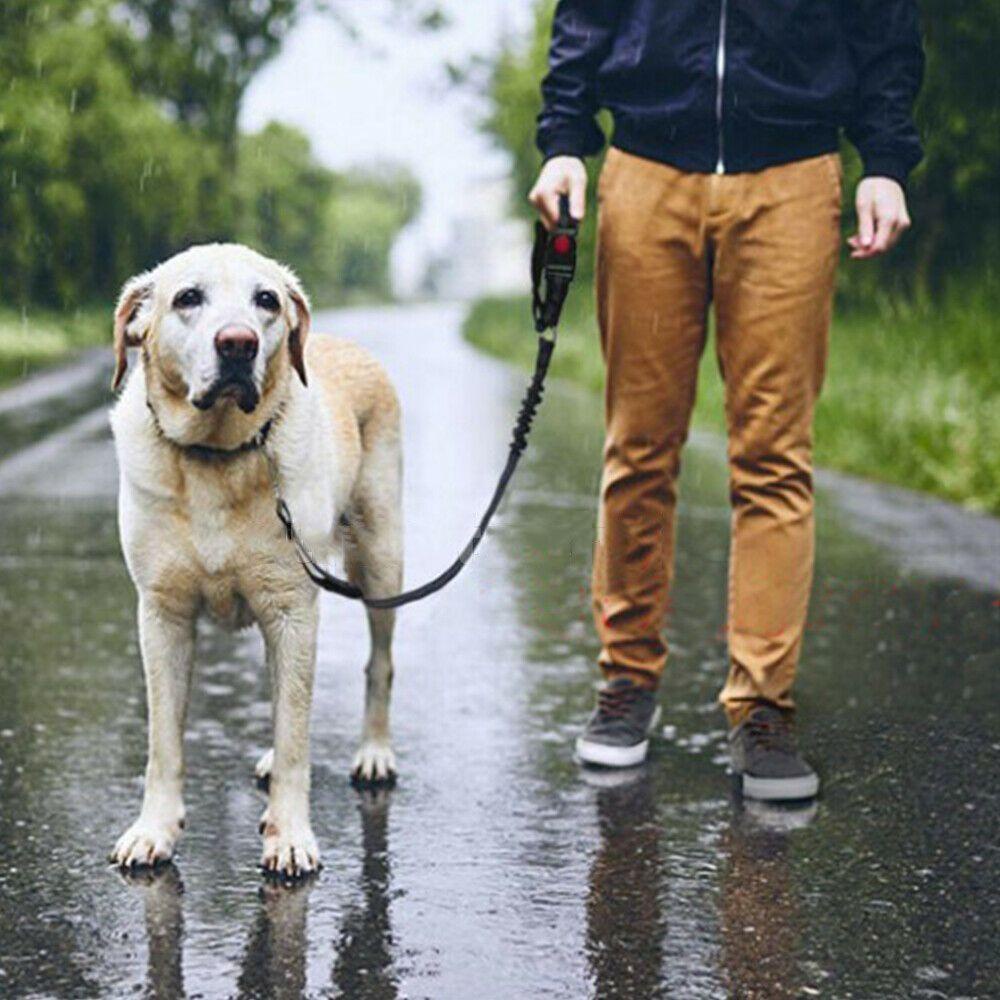 SUYO Dây ThắT An ToàN Trên Xe Hơi Cho Thú Cưng