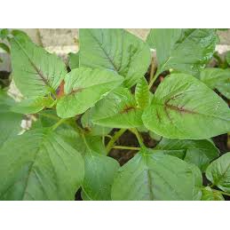 Hạt Giống Rau Dền Xanh (Amaranthus viridis) gói 20gr, hat giong rau sach thuy canh