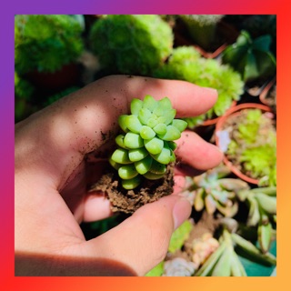 SEN ĐÁ CHUỖI NGỌC BI 🩲SIZE MINI 🐥 |FREESHIP| 🤑 XUẤT XỨ ĐÀ LẠT, ĐÃ THUẦN KHÍ HẬU, KHOẺ ĐẸP 👹 LỖI 1 ĐỔI 1